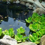 Natural stone water garden